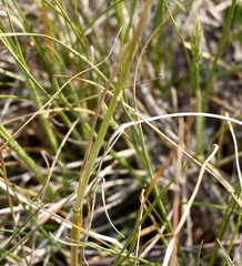 Danthonia intermedia riabuschinskii