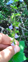 Salvia tehuacana