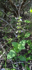 Salvia tehuacana