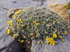 Potentilla holmgrenii