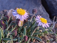 Erigeron leiomerus