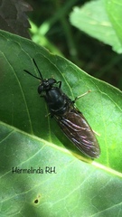 Stratiomyomorpha