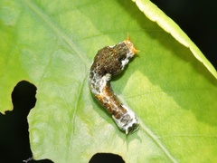 Papilio polytes