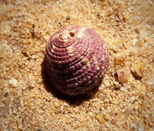 Agathistoma viridulum