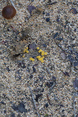 Cheilymenia raripila