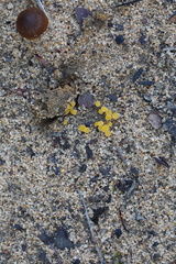 Cheilymenia raripila