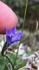 Campanula uniflora