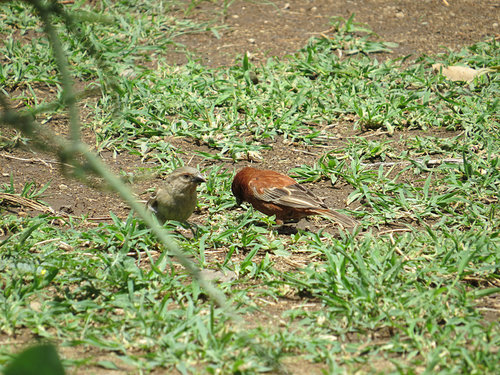 Chestnut Sparrow