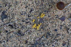 Cheilymenia raripila