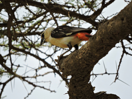 White-headed Buffalo-Weaver