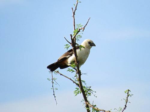 White-headed Buffalo-Weaver