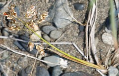 Anthoxanthum glabrum