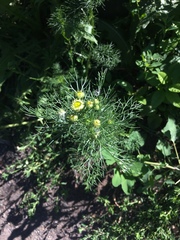 Tripleurospermum inodorum