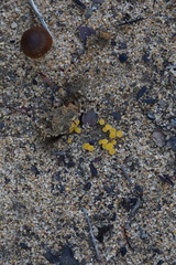 Cheilymenia raripila