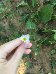 Tripleurospermum inodorum