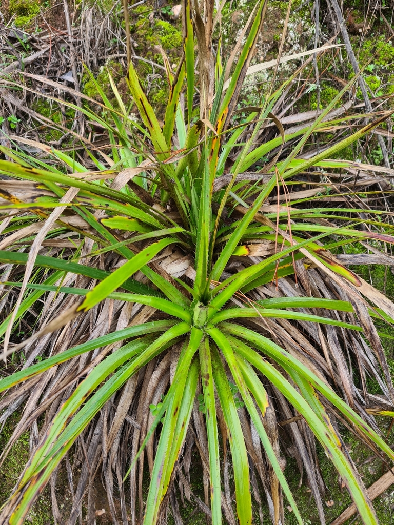 Chupalla