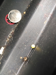 Onthophagus nuchicornis