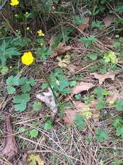Ranunculus occidentalis