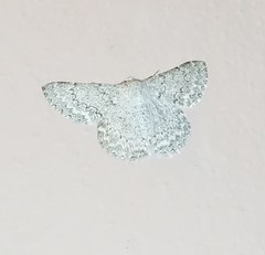 Pingasa abyssiniaria