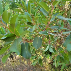Arbutus andrachne