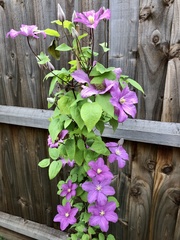 Clematis