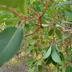Arbutus andrachne