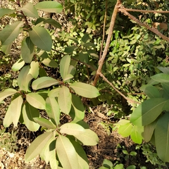 Arbutus andrachne