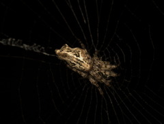 Cyclosa confusa