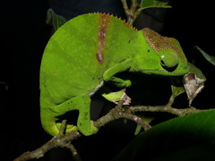 Furcifer timoni