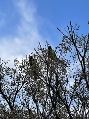 Barnardius zonarius zonarius