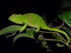Furcifer timoni