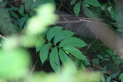 Elatostema stewardii