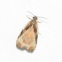 Olethreutes inornatana