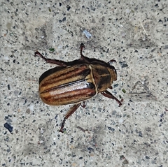 Anoxia matutinalis