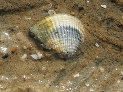 Anomalodiscus squamosus
