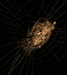 Cyclosa confusa