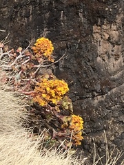 Aeonium leucoblepharum