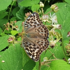 Argynnis paphia