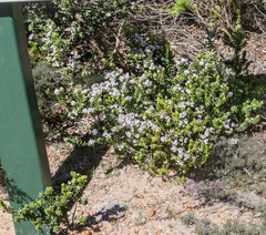 Leucopogon florulentus