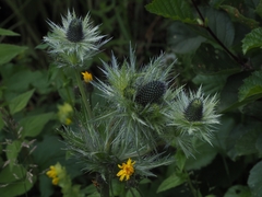 Eryngium alpinum