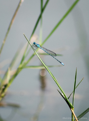 Pseudagrion malabaricum