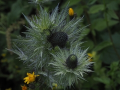 Eryngium alpinum