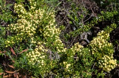 Acacia nigricans