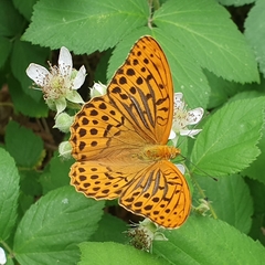 Argynnis paphia