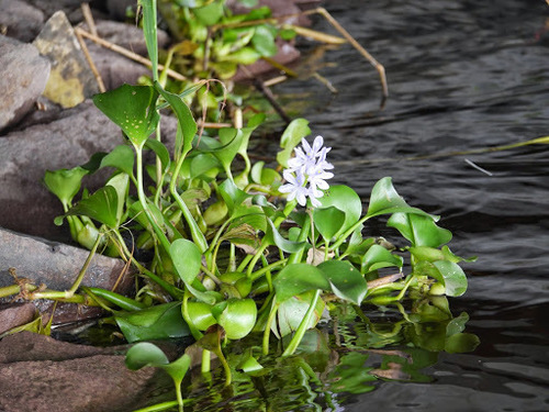 Pontederiaceae image