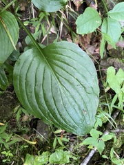 Hosta ventricosa