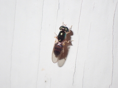 Cephalochrysa canadensis