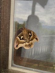 Callosamia angulifera