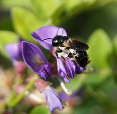 Megachile disjunctiformis