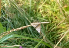 Sitochroa verticalis